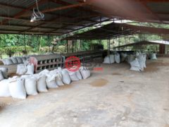 尼加拉瓜Masaya DepartmentMasaya的农场，Chicken Farm, Masatepe，编号71109579