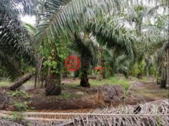 马来西亚沙巴博福特的农业用地，188.78 acres of Oil Palm Plantation，编号76207020