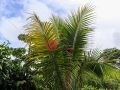 尼加拉瓜Masaya DepartmentMasaya的住宅用地，Finca de Frutas Niquinomo，编号71148301