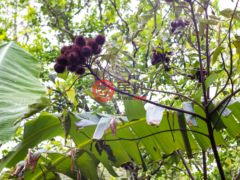 尼加拉瓜Masaya DepartmentMasaya的住宅用地，Finca de Frutas Niquinomo，编号71148301