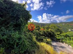 英属维尔京群岛Tortola的住宅用地，Little Bay Double Beach View Land - Parcel 47，编号76434418