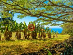 美国夏威夷Kealakekua的住宅用地，81-7920 ALII DR，编号78162425