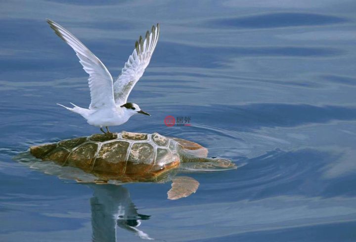 美国佛罗里达州高地海滩2卧3卫的房产